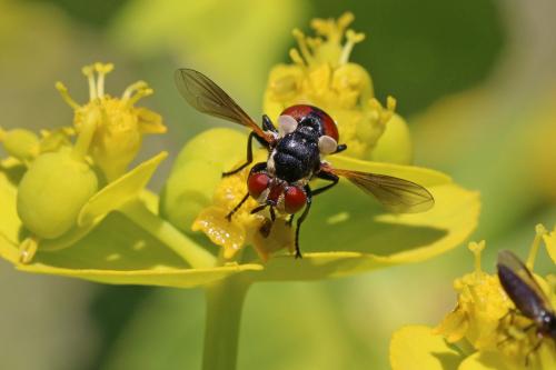 Gymnosoma clavatum